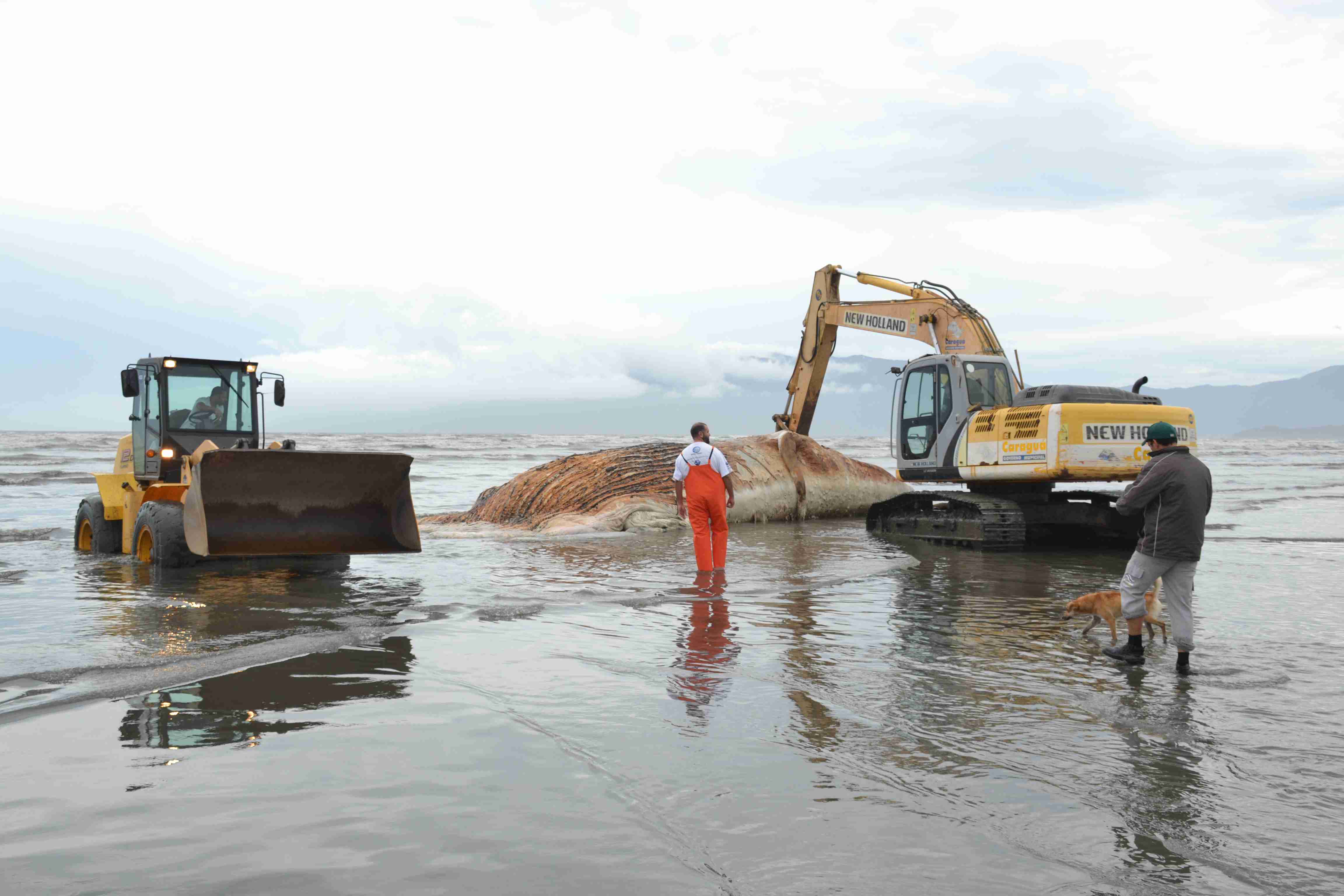 Ação coordenada da Prefeitura de Caraguatatuba promove enterro de baleia-franca no Aruan