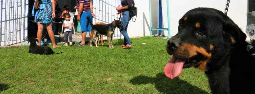 castração de cães e gatos