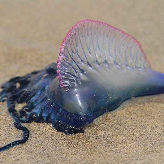 Caraguatatuba alerta população com cuidados corretos contra queimadura por água viva