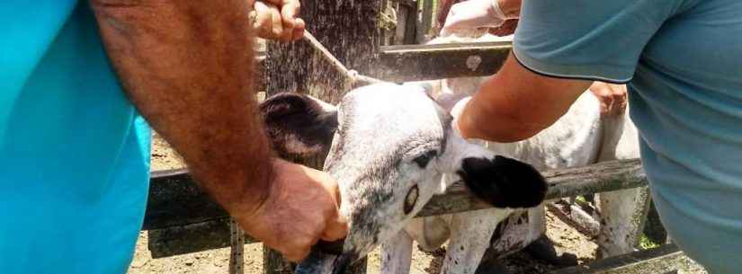 Campanha de vacinação contra brucelose bovina imuniza 30 animais