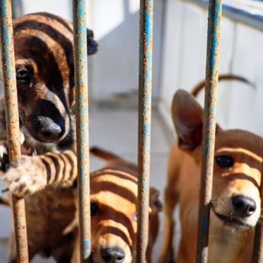 CCZ de Caraguatatuba conta com 30 animais à espera de um novo lar