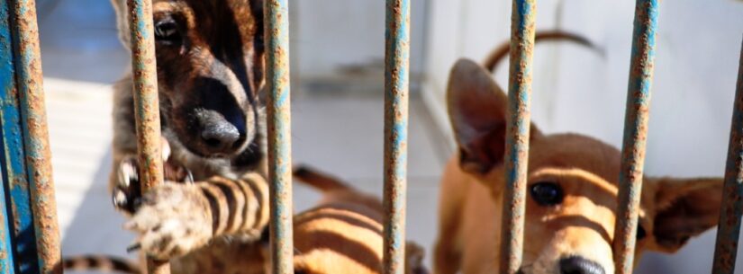 CCZ de Caraguatatuba conta com 30 animais à espera de um novo lar