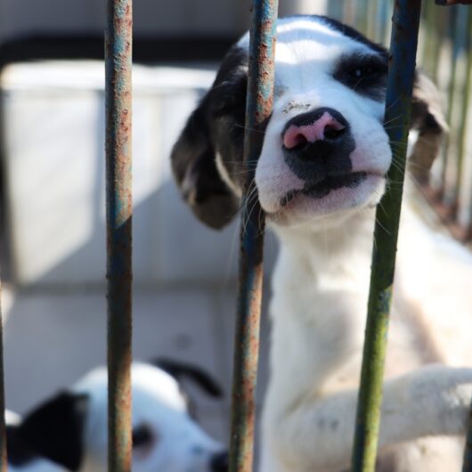 Sábado é dia de Feira de Adoção de Cães e Gatos em Caraguatatuba