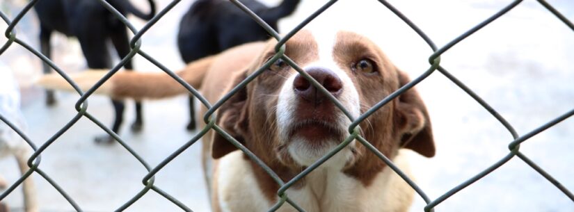 Cerca de 30 animais estarão disponíveis para adoção neste sábado em Caraguatatuba