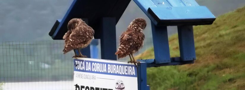 ‘Dia do Observador de Aves’ conta com atividades de observação de aves terrestre e aquáticas