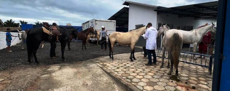 CCZ de Caraguatatuba atende 23 cavalos e feira de adoção possibilita dois animais adotados
