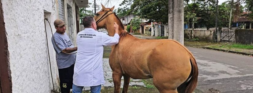 Prefeitura inicia atendimento a animais de grande porte em parceria com Associação de Cavaleiros de Caraguatatuba