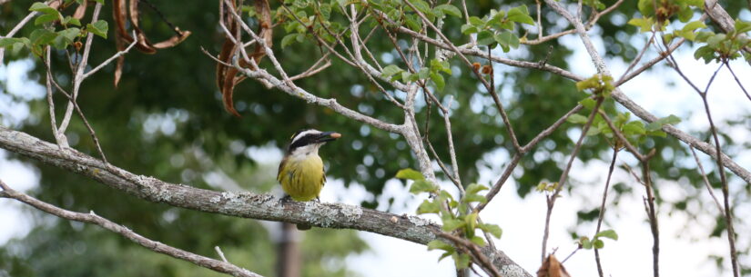 Concurso de Fotografia do 'Dia do Observador de Aves' recebe mais de 100 fotos concorrentes em Caraguatatuba