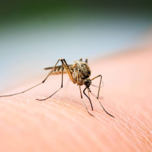 Caraguatatuba confirma segunda morte por dengue