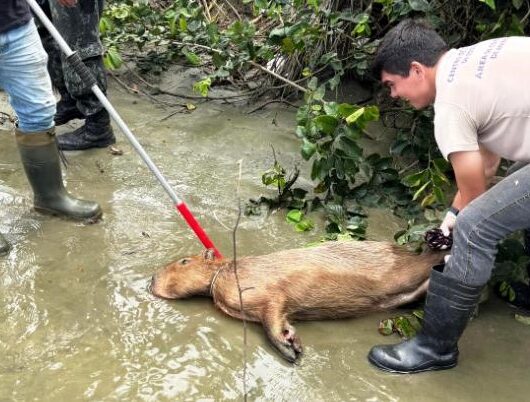 Centro de Controle de Zoonoses de Caraguatatuba resgata capivara ferida no Jardim Britânia