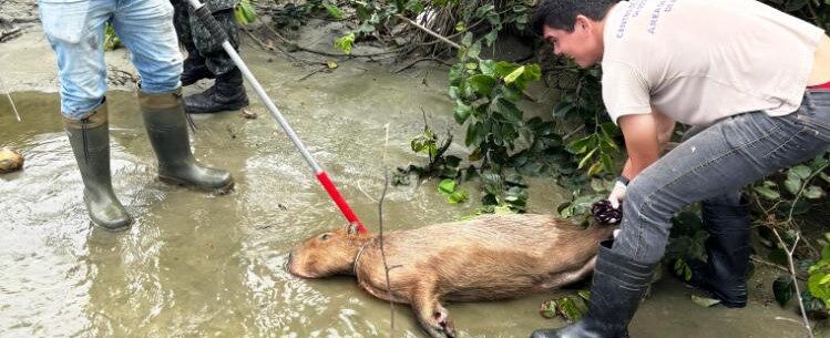 Centro de Controle de Zoonoses de Caraguatatuba resgata capivara ferida no Jardim Britânia