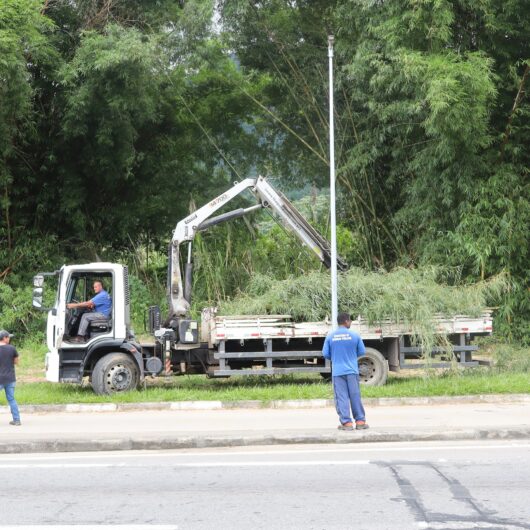 Corte de bambuzal auxilia na melhora da segurança de trecho da ciclovia do Jaraguazinho em Caraguatatuba