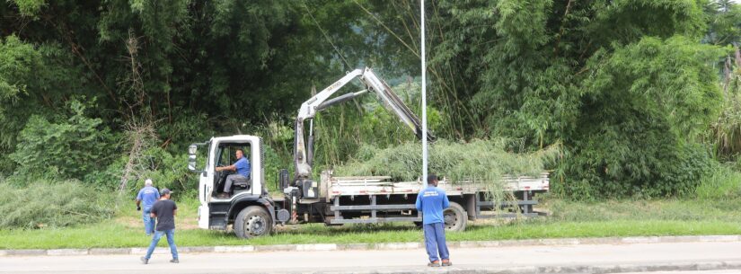 Corte de bambuzal auxilia na melhora da segurança de trecho da ciclovia do Jaraguazinho em Caraguatatuba