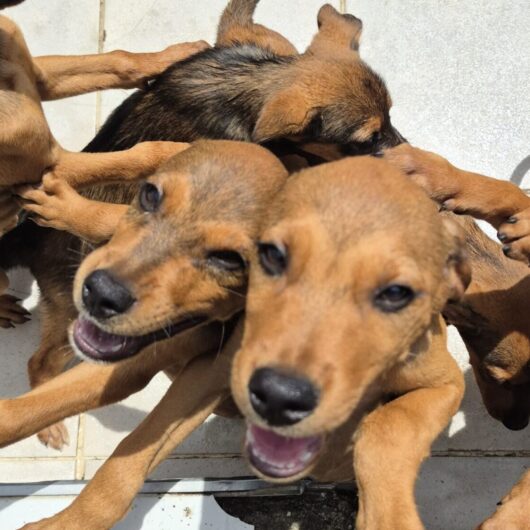 Centro de Controle de Zoonoses realiza atendimento móvel para castração em bairros de Caraguatatuba