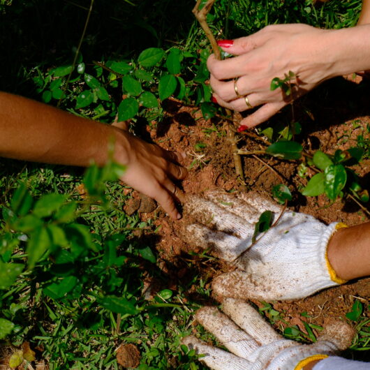 Projeto Arborizar une educação ambiental e plantio de árvores nativas em Caraguatatuba